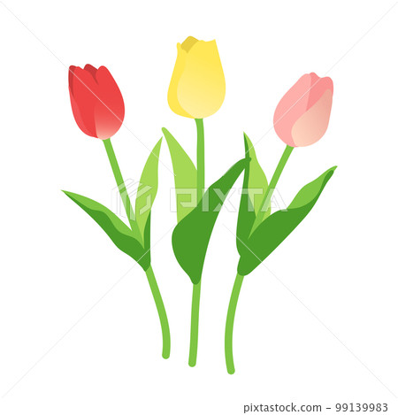 Tulip Tulip 99139983