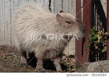 Capybara Capybara 99140264