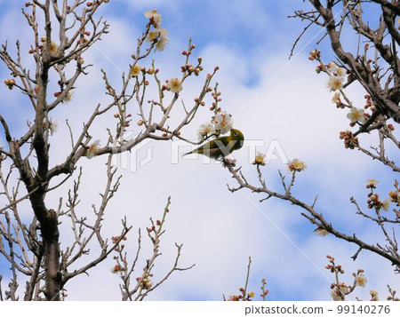 Spring in Suizenji Park: Plum Blossoms and Japanese White-eye (Kumamoto City) 99140276