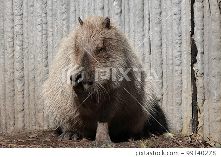 Capybara 99140278