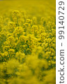 盛開的油菜花〉 99140729