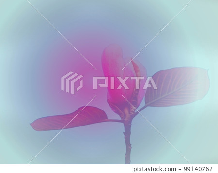 漸變色背景與玉蘭花 99140762