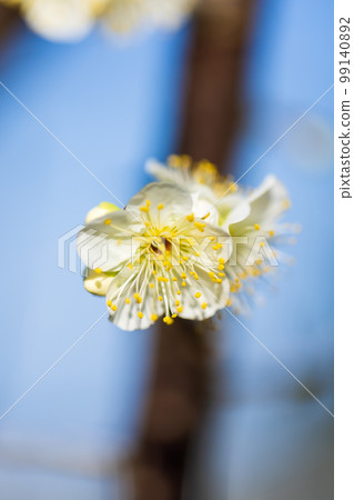 Plum 0078 Plum 0078 99140892