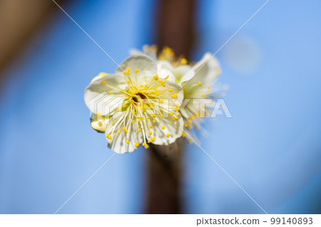 Plum 0079 Plum 0079 99140893
