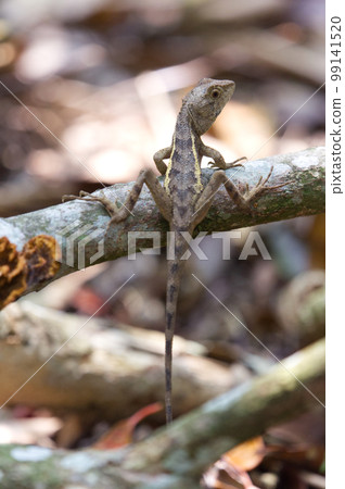 攀木氏蜥蜴 99141520
