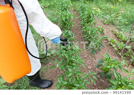 Farmer spraying toxic pesticides in the vegetable garden 99141599