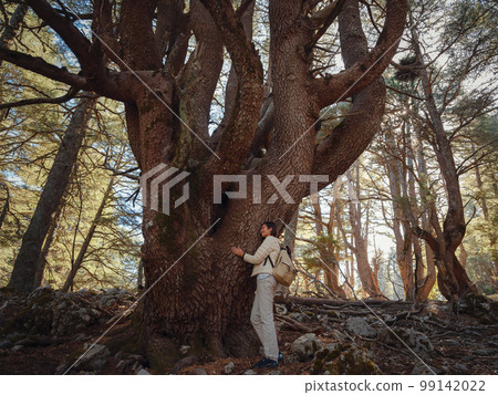 woman enjoys nature, beautiful forest in mountains woman enjoys nature, beautiful forest in mountains 99142022