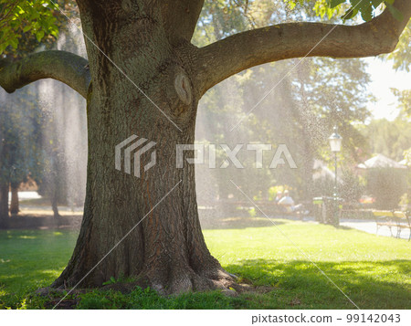 Summer Travel to capital of Austria Vienna 99142043