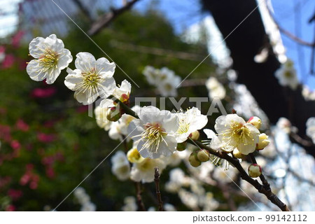 白梅 白梅 99142112