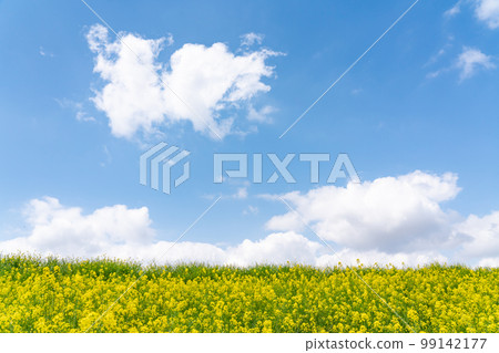 Flower field in full bloom Flower field in full bloom 99142177