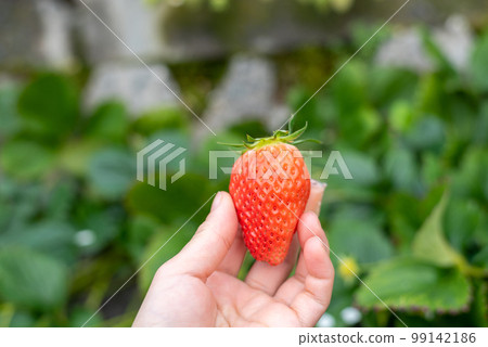 大草莓 99142186