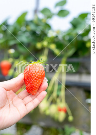 乙烯基房子裡的草莓 乙烯基房子裡的草莓 99142188