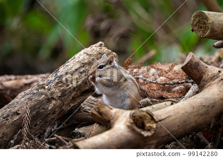 autumn chipmunk 1 autumn chipmunk 1 99142280
