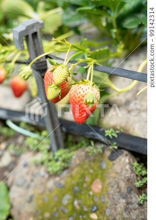 Strawberries in a vinyl house Strawberries in a vinyl house 99142314