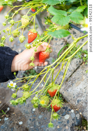 手捧草莓採摘草莓 99142318