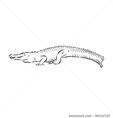 Hand-drawn pencil graphics, crocodile, alligator, croc. Engraving, stencil style. Black and white logo, sign, emblem, symbol. Stamp, seal. Simple illustration. Sketch. 99142597
