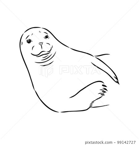 The animal is a navy seal. Monochrome logo of a marine animal. Vector isolated hand drawing in doodle style. Contour linear isolated icon. The page of the coloring book. 99142727