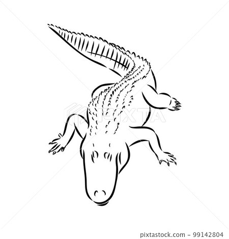 Hand-drawn pencil graphics, crocodile, alligator, croc. Engraving, stencil style. Black and white logo, sign, emblem, symbol. Stamp, seal. Simple illustration. Sketch. 99142804