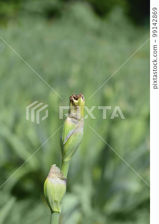 Tall bearded iris Queen in Calico 99142869