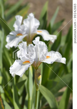 Intermediate bearded iris I'll Be Back Intermediate bearded iris I'll Be Back 99142883