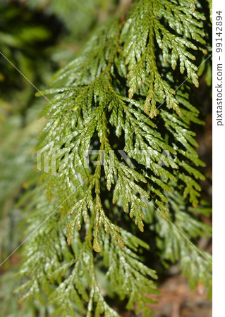 Western Red Cedar Western Red Cedar 99142894