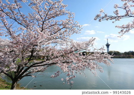 櫻花、大阪花卉博覽會紀念公園鶴見綠地 櫻花、大阪花卉博覽會紀念公園鶴見綠地 99143026