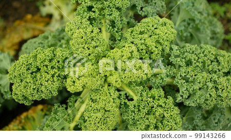 Kale curly farm detail winter field leaf harvesting plant cabbage leaves bio organic plantation harvest vegetable Brassica oleracea sabellica grown green close-up resistant frost covered salad Europe Kale curly farm detail winter field leaf harvesting plant cabbage leaves bio organic plantation harvest vegetable Brassica oleracea sabellica grown green close-up resistant frost covered salad Europe 99143266