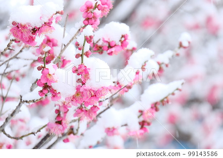 雪和梅 99143586