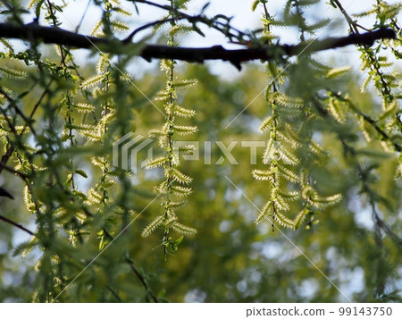 柳花 柳花 99143750