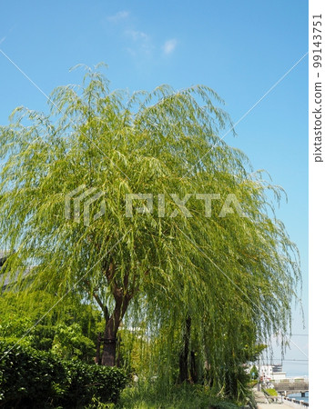 Willow tree 99143751