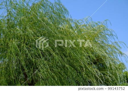 Willow swaying in the wind 99143752