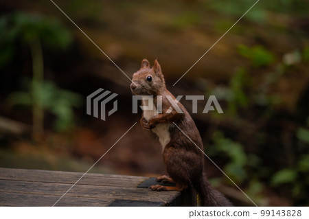 Ezo squirrel in the park 2 99143828