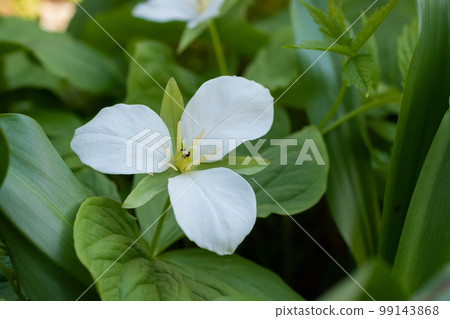 春天的白色野草 Oobana 沒有延齡草 春天的白色野草 Oobana 沒有延齡草 99143868