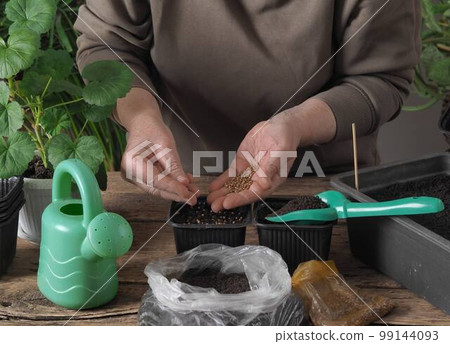 Women is hands in rubber gloves plant seeds in a plastic box with soil.The process of early preparatory spring agricultural work. 99144093