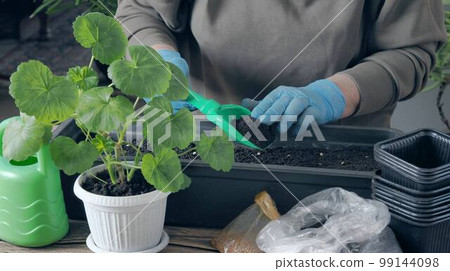 The process of early planting pepper seeds in plastic molds for growing seedlings. Spring agricultural background with earth, seeds and female hands. 99144098