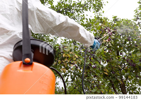 Farmer spraying toxic pesticides or insecticides in an orchard 99144183