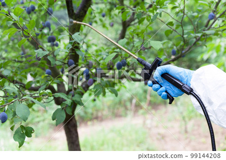 Farmer spraying toxic pesticides or insecticides 99144208