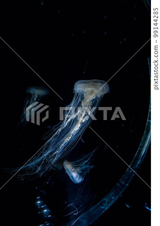 jellyfish  99144285