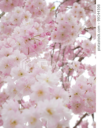 Weeping cherry trees in full bloom in the park 99144306