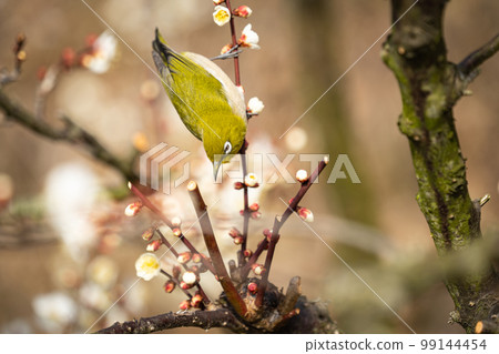 從上方瞄準的白梅花和梅次郎 從上方瞄準的白梅花和梅次郎 99144454