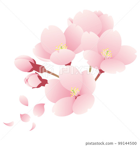 一束櫻花插畫4 99144500