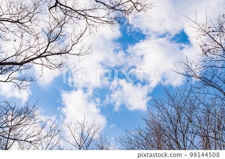 Dead tree/winter background material Dead tree/winter background material 99144508