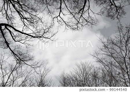 Dead tree/winter background material Dead tree/winter background material 99144540