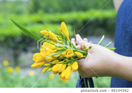 小蒼蘭,花,清明節, 香雪蘭,フリージア、花、清明祭、フリージア、Freesia, flower, 小蒼蘭,花,清明節, 香雪蘭,フリージア、花、清明祭、フリージア、Freesia, flower, 99144562