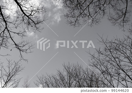 Dead tree/winter background material Dead tree/winter background material 99144620