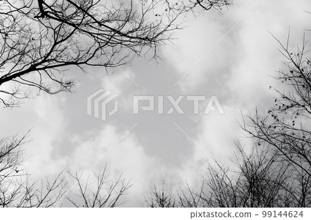 Dead tree/winter background material Dead tree/winter background material 99144624