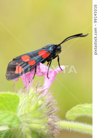 Beautiful slender scotch burnet on flower Beautiful slender scotch burnet on flower 99145016