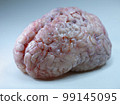 Real Brain 99145095
