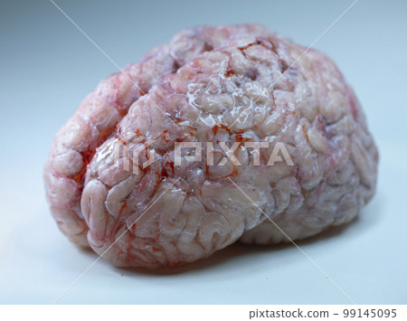 Real Brain Real Brain 99145095