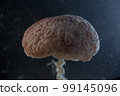 Brain floating in a tank of water 99145096